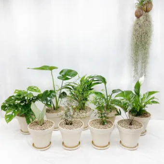 집에서 기르기 쉬운 실내 식물 추천_6