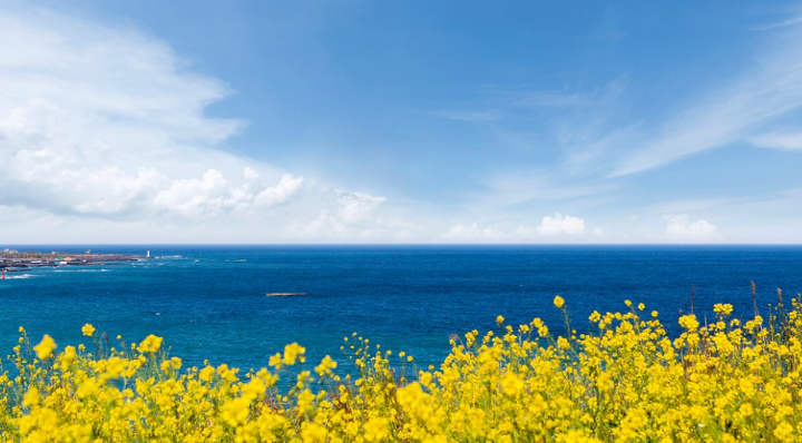 제주도 유채꽃 푸른바다