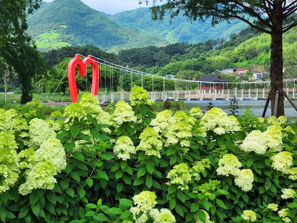 하동 동정호 수국