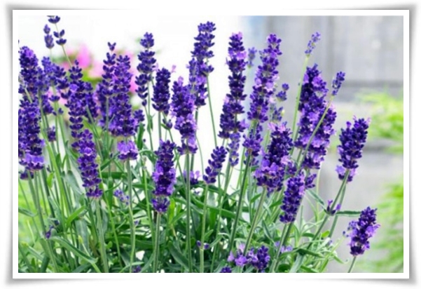 "라벤더" 향긋한 보랏빛 유혹, 자연이 선물하는 힐링과 영감의 향기!