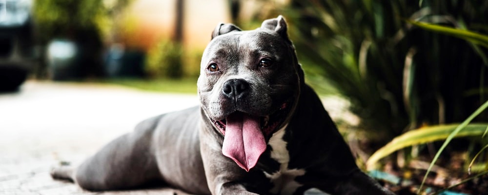 강아지 초콜릿 먹었을 때 대처방법 6