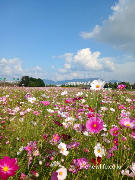 구리 한강시민공원 코스모스 길 클로즈업 &ndash; 꽃잎 하나하나가 선명한 가을 풍경