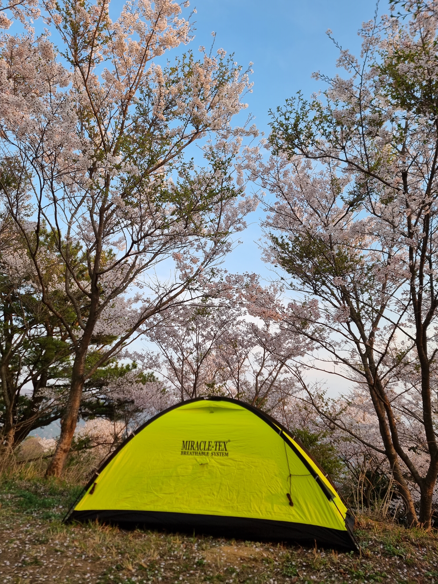 텐트를 피칭한 모습