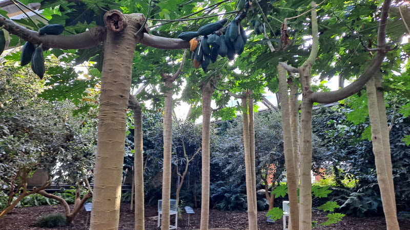 제주여행_여미지식물원