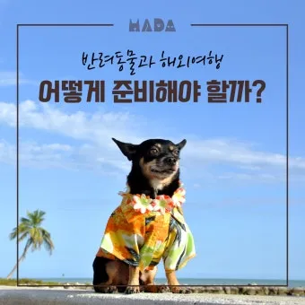 반려동물과 해외여행 기내 직항 펫 전용 준비와 절차_4