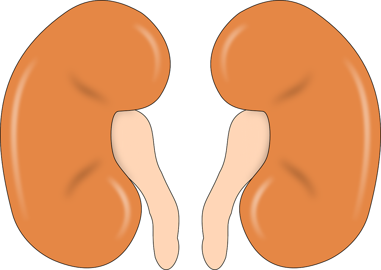 Kidney Disease related photo