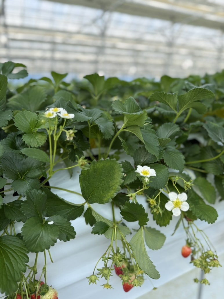 페이머스파머스 농장