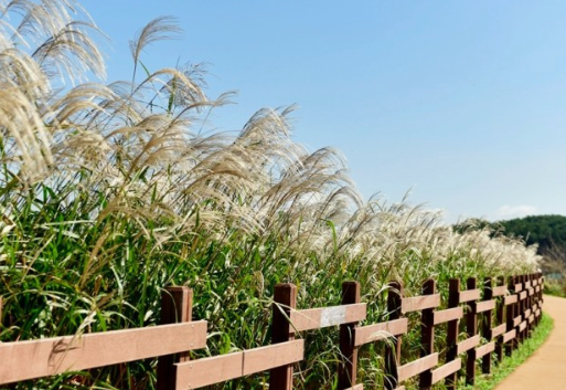 주남저수지 억새