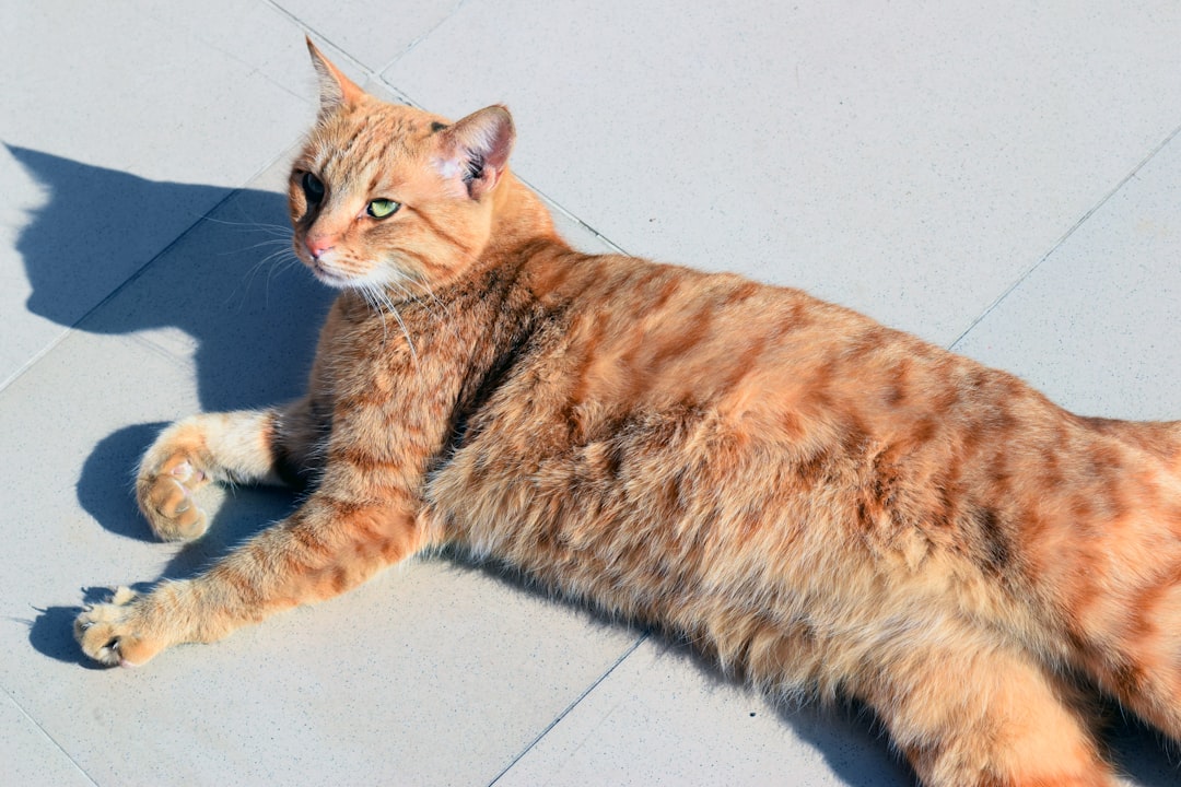 Stray cat
