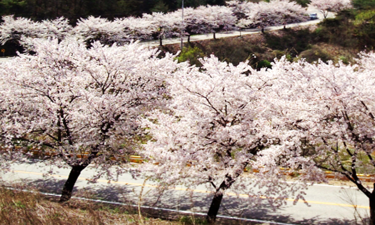 봄꽃 기차여행 (벚꽃기차)코스 및 금액 정리