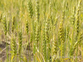 밀 재배 파종 밀도 월동 관리 도복 방지_31