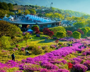 2025 합천 황매산 철쭉제 일정 총정리 및 철쭉 개화현황