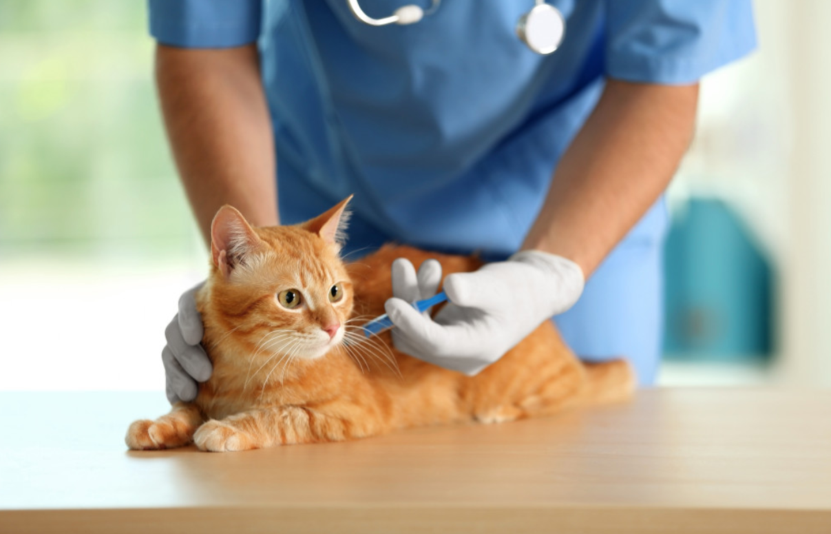 집고양이에게 꼭 필요한 예방접종 가이드