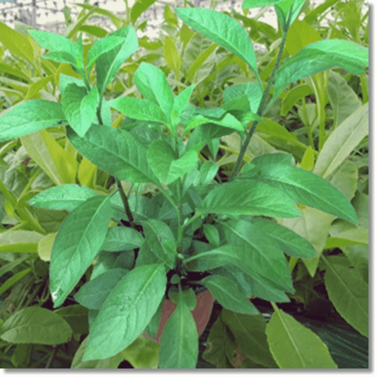 명월초 효능 및 활성 성분 먹는 법과 주의점