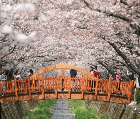 3월 벚꽃 축제