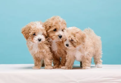 말티푸/출처:어도비스톡