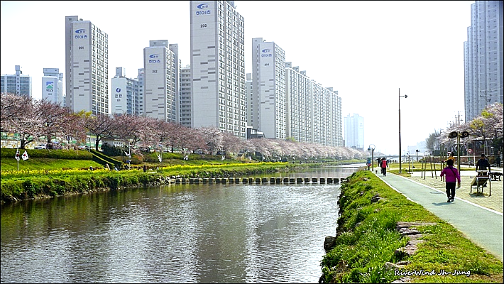 온천천벚꽃