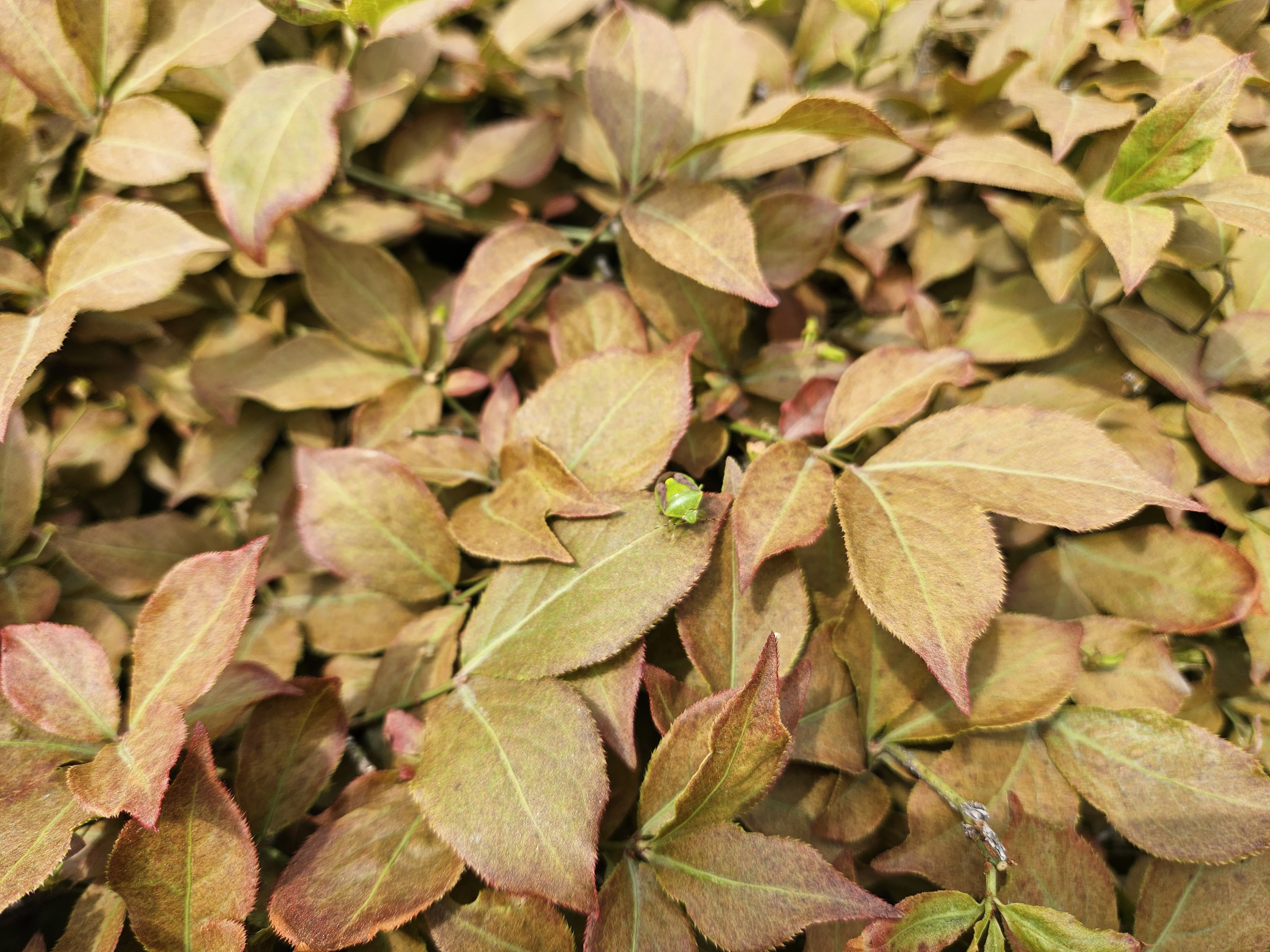 갈색날개노린재