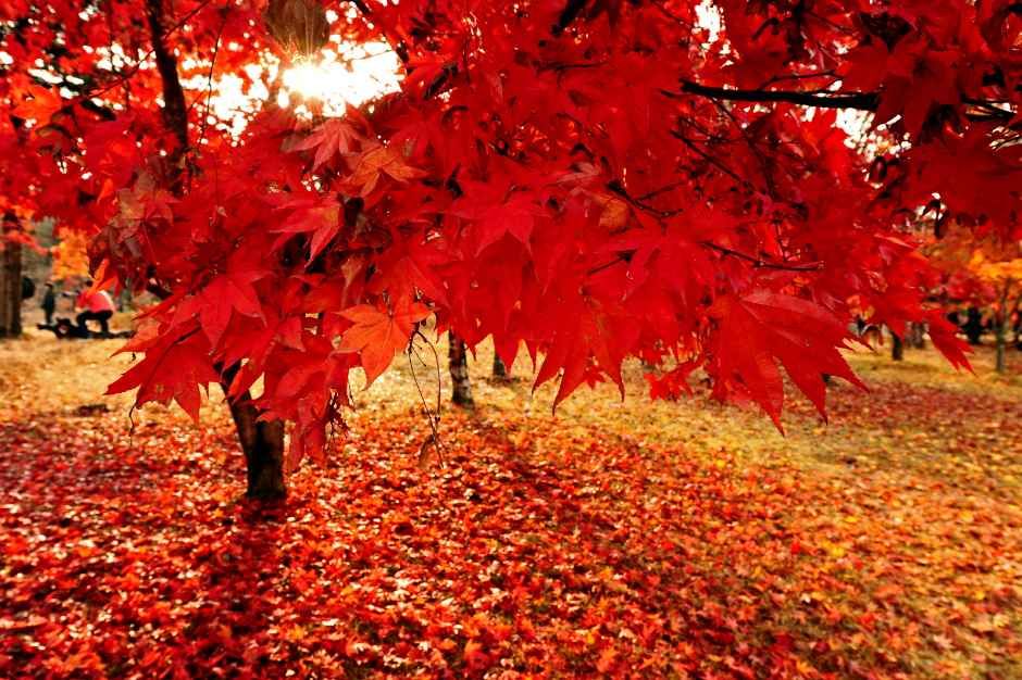 남이섬 단풍 2026 붉게 물든 단풍나무와 낙엽