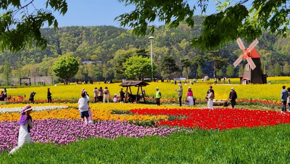 창녕 낙동강 유채축제