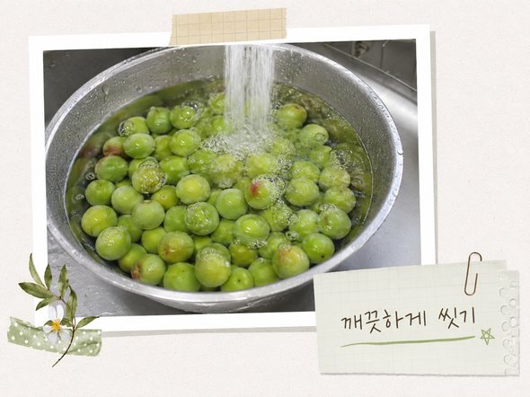 매실 수확시기