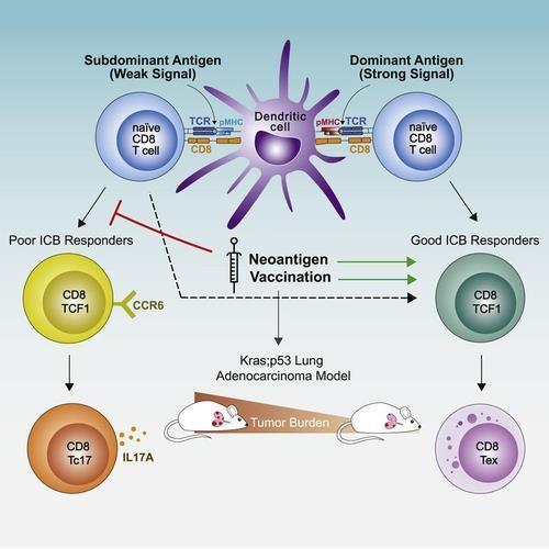 구내염에 자주 추천되는 영양제