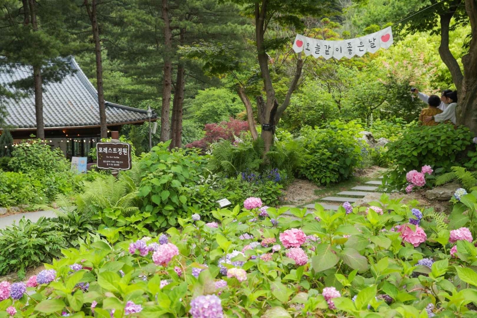 아침고요수목원 수국전시회