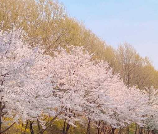 마포구 벚꽃