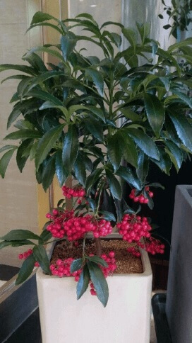 돈이 들어오는 식물