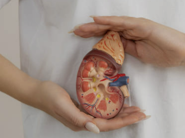 신장에 좋은 음식 7가지 조리법 나쁜 음식 등 총정리(최신)