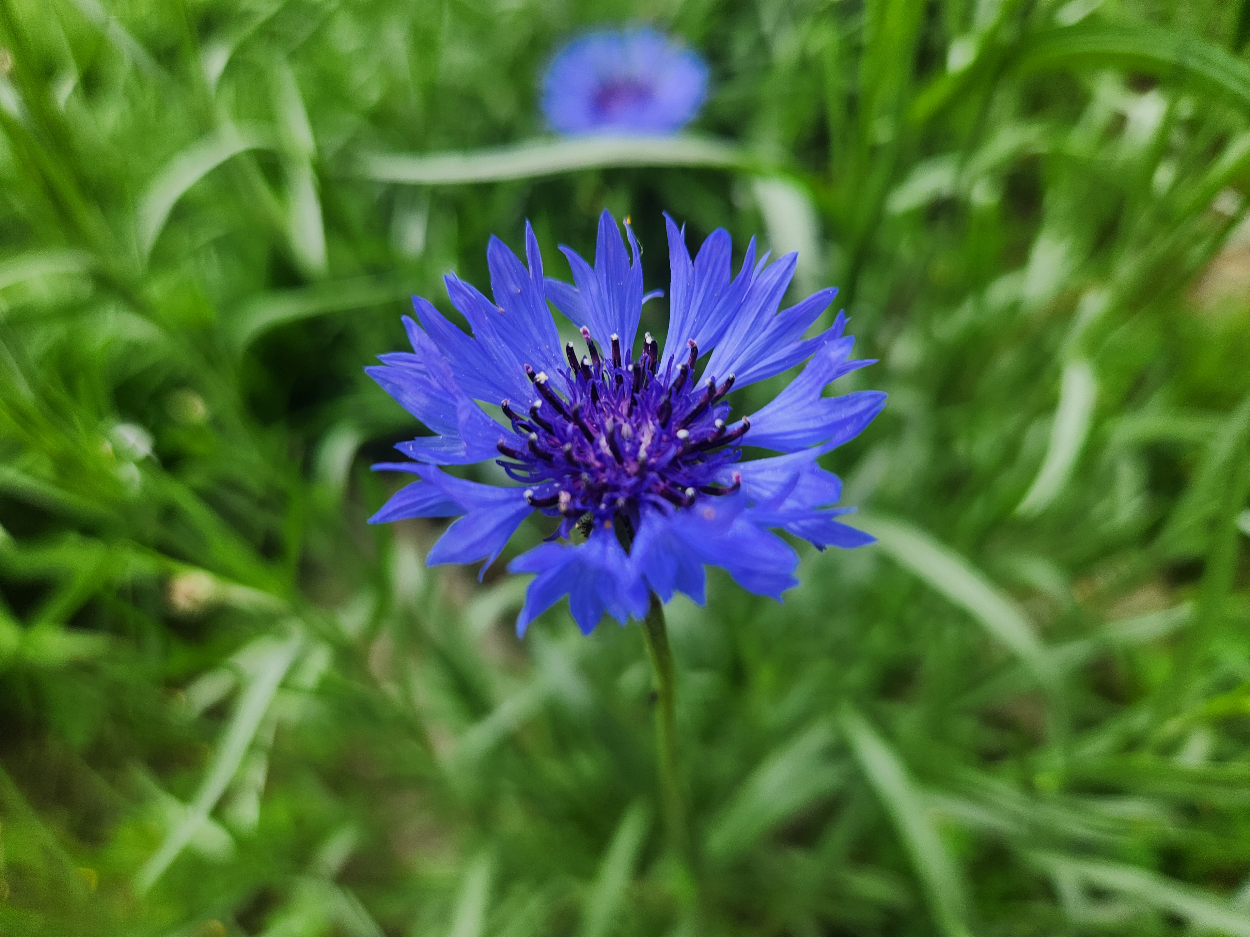 자연 들판에서 자란 수레국화 꽃 한 송이