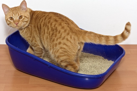 화장실에 들어가는 고양이.