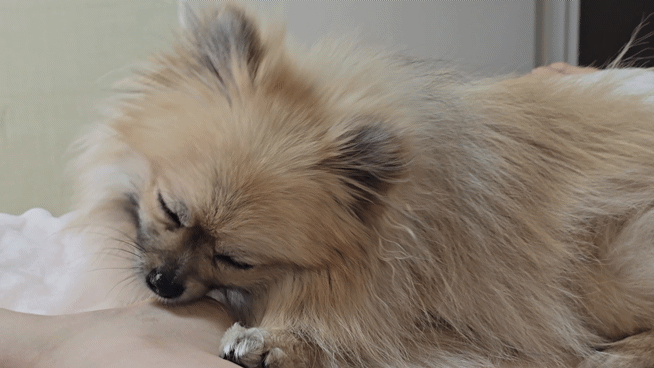 발을 핥는 강아지