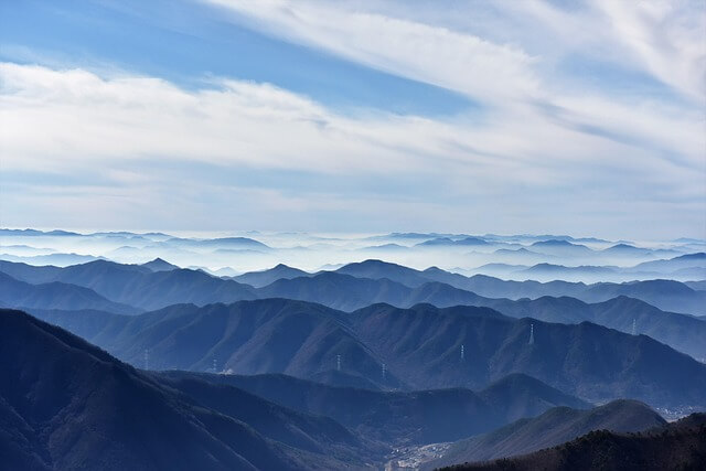 충남 이팝나무