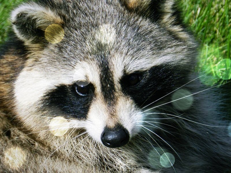 정면을 응시하고있는 너구리