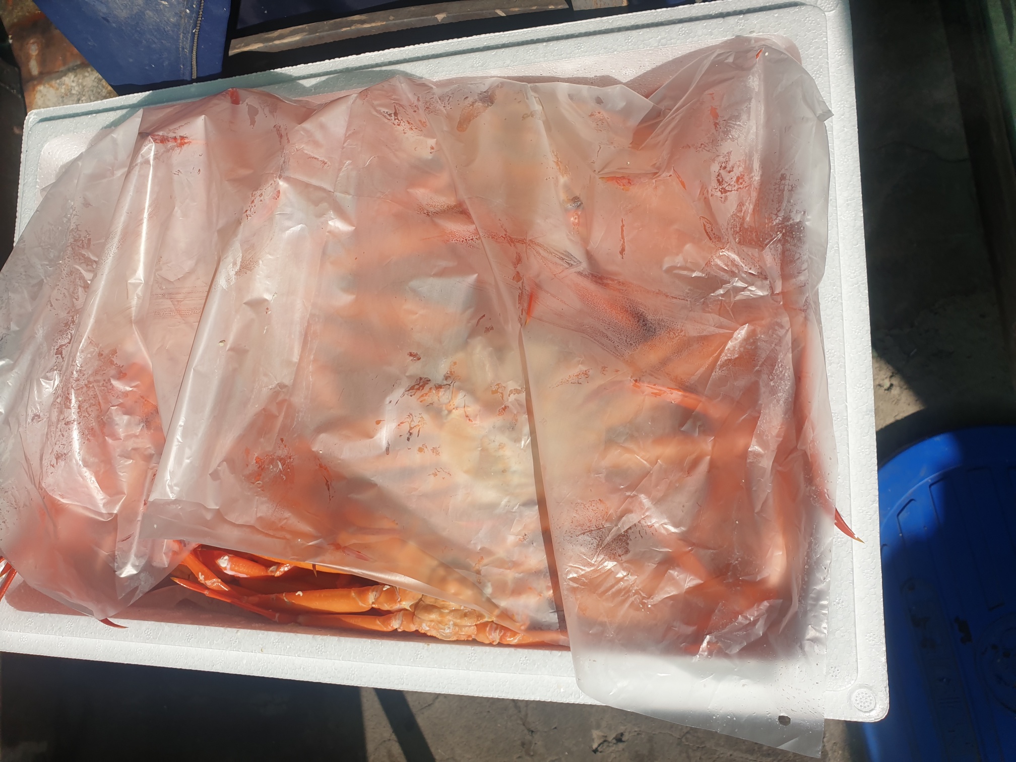 아이스박스에 포장하고 있는 홍게