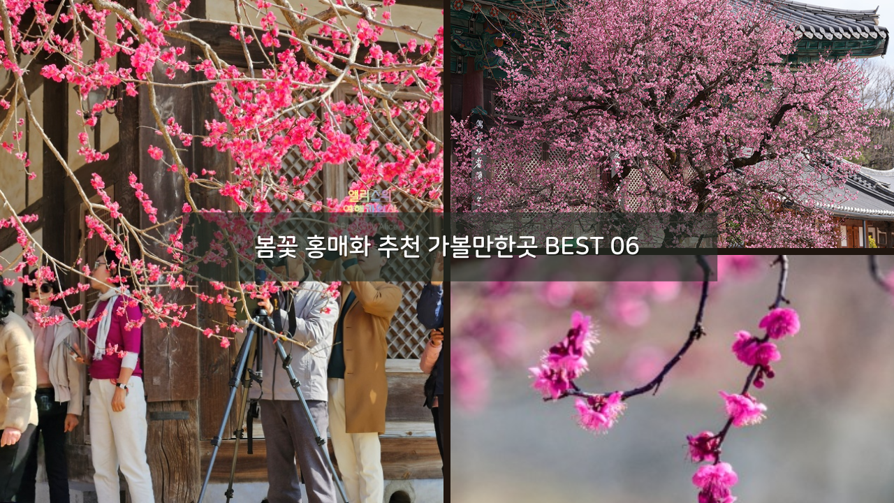 국내여행 봄꽃 홍매화 추천 가볼만한곳 BEST 06