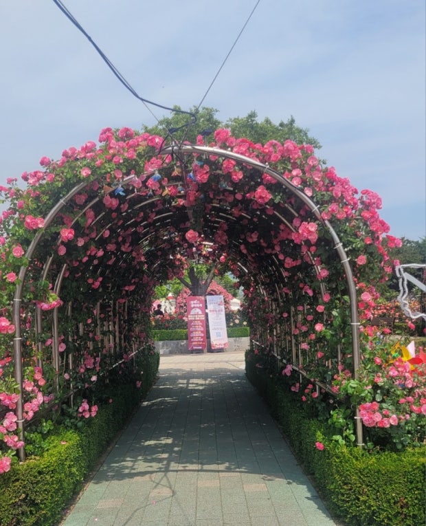삼척장미공원