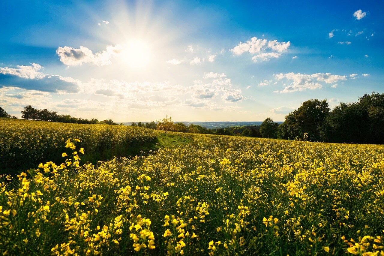 제주도 휴애리 동백꽃 유채꽃 축제 명소 체험
