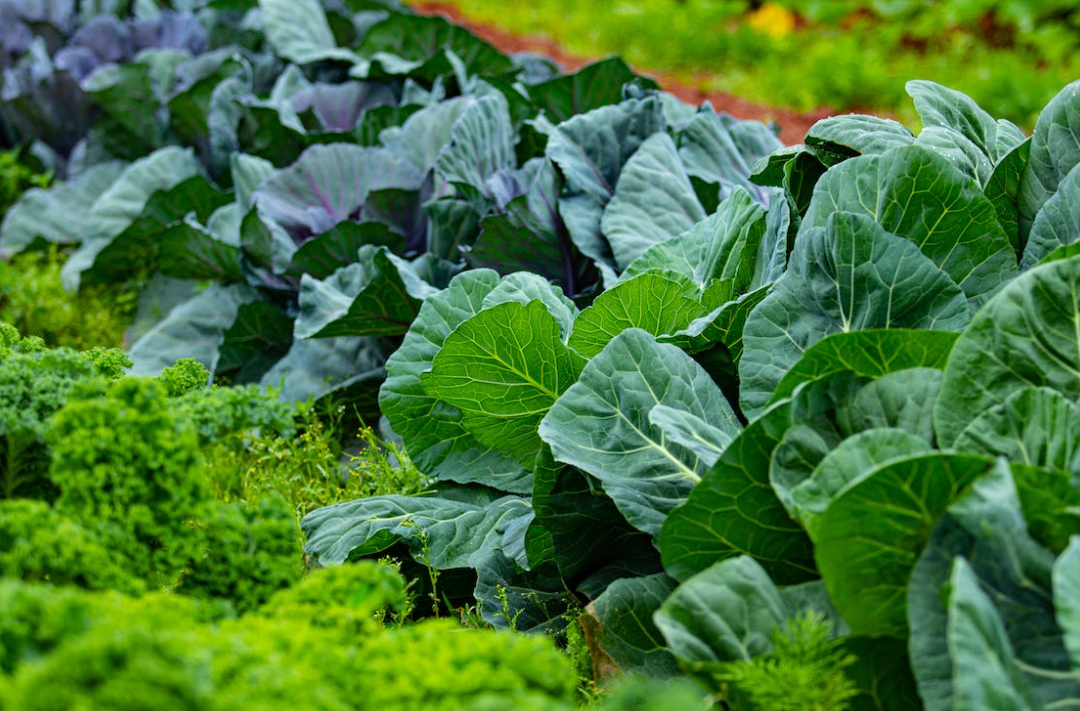 케일과 좋은 궁합