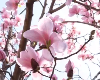 천리포수목원 목련 축제_14