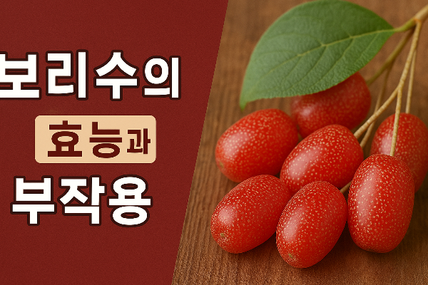 보리수의 효능과 부작용