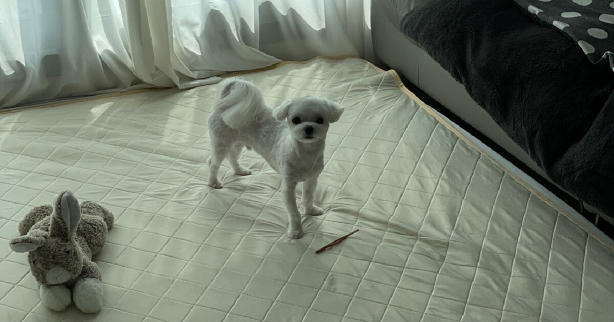 생리-기간이라-충분한-휴식을-취하는-강아지