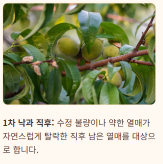 복숭아 봉지 씌우는 시기
