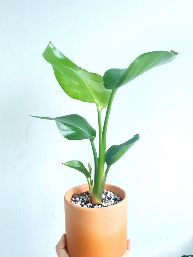 극락조 가지치기