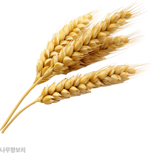 보리