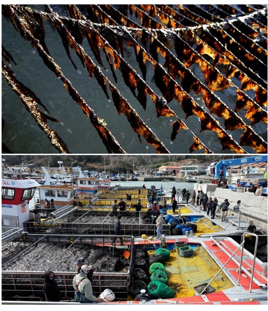 진도-물김-김호림-진도사랑호림이네