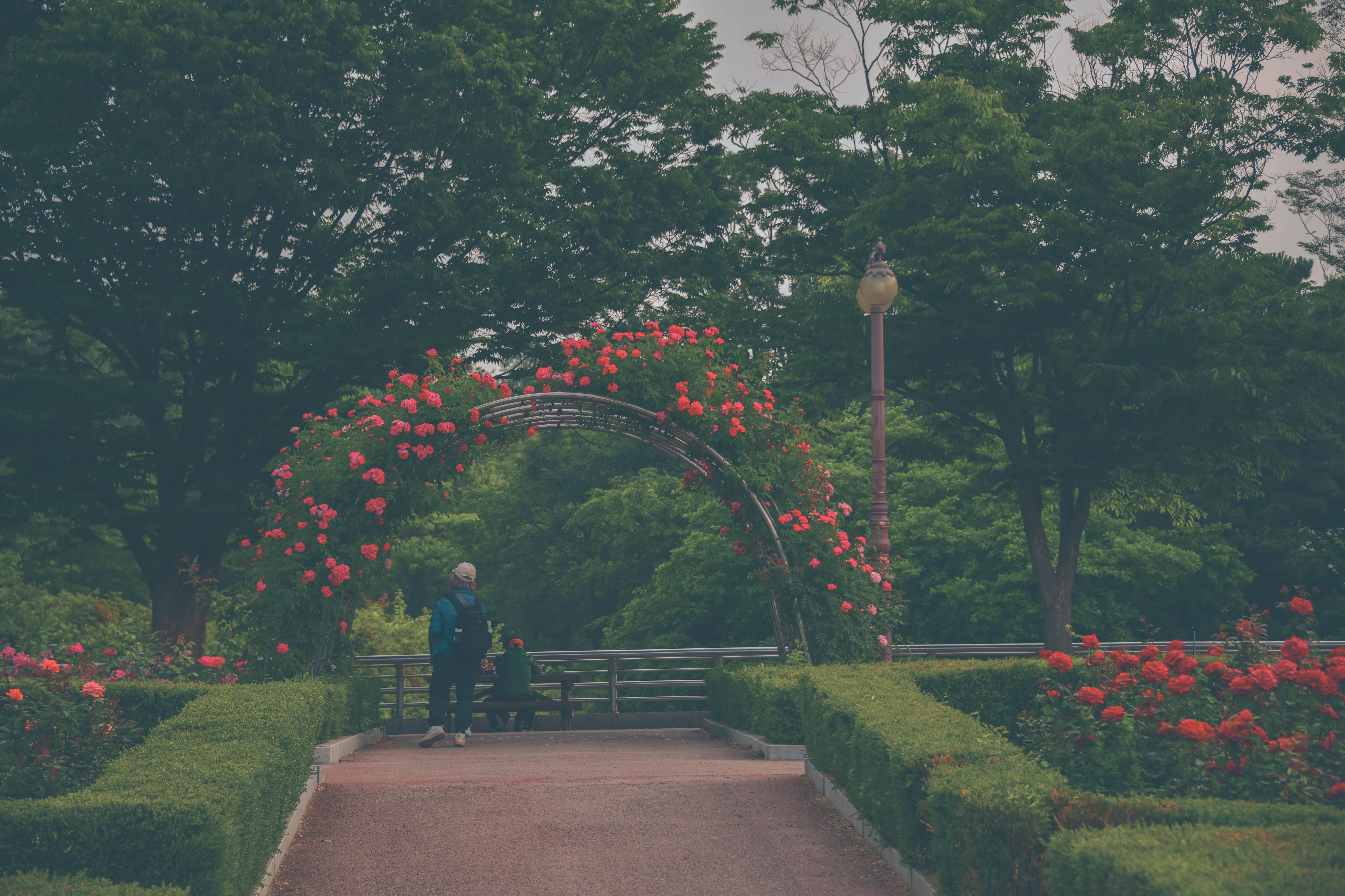 인천대공원 장미원