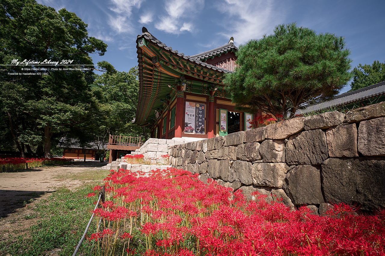 영광 불갑사 꽃무릇 가을