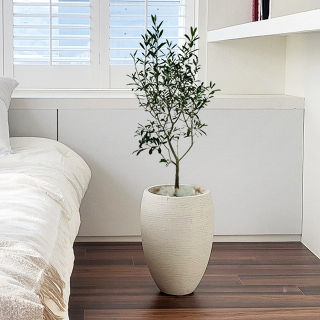 중형 올리브나무